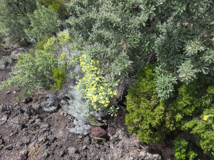 28 En haut à droite Sophora denudata - Fabacée - E  Fleuires Hubertia tomentosa, Gris blanc, Stoebe passerinoides - Branle blanc - ASTERACEE - Endémique