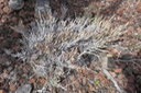 52 Stoebe passerinoides - Branle blanc - ASTERACEE - Endémique fleuri