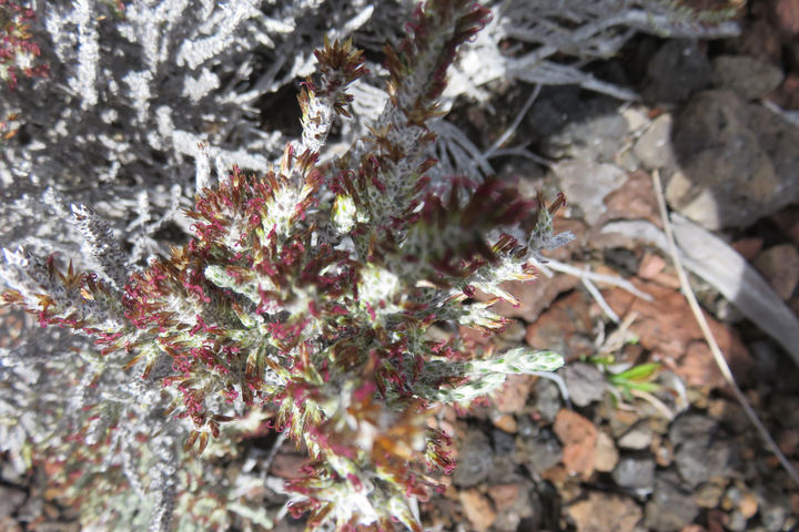 53 Stoebe passerinoides - Branle blanc - ASTERACEE - Endémique (fleurs)