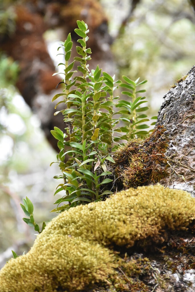 Angraecum_costatum-EPIDENDROIDEAE-Endemique_Reunion-MB3_8268.jpg