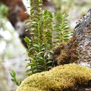 Angraecum_costatum-EPIDENDROIDEAE-Endemique_Reunion-MB3_8268.jpg