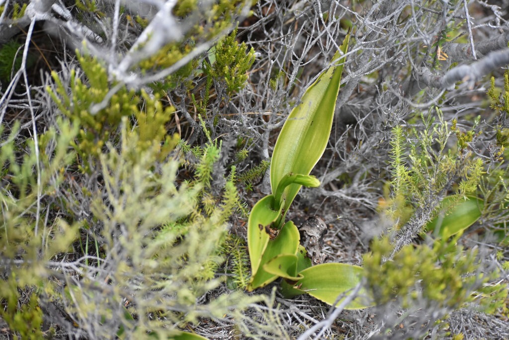 Benthamia_chlorantha-(ex_latifolia)-ORCHIDOIDEAE-Indigene_Reunion-MB3_8254.jpg