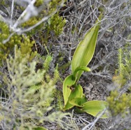 Benthamia_chlorantha-(ex_latifolia)-ORCHIDOIDEAE-Indigene_Reunion-MB3_8254.jpg