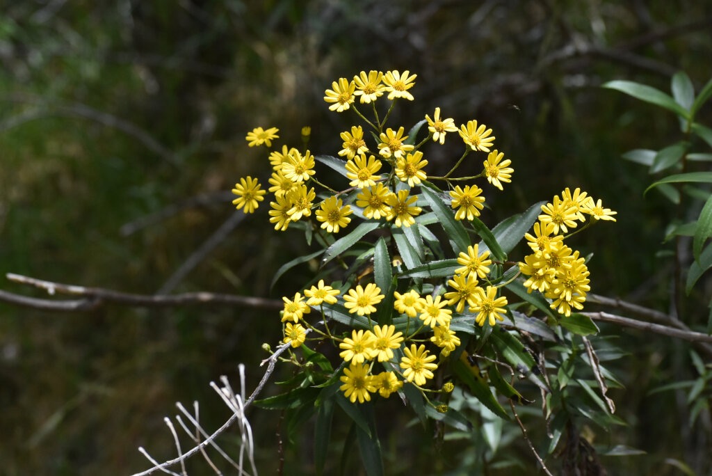 Faujasia_salicifolia-Chasse_vieillesse-ASTERACEAE-Endemique_Reunion-MB3_8261.jpg