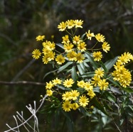 Faujasia_salicifolia-Chasse_vieillesse-ASTERACEAE-Endemique_Reunion-MB3_8261.jpg