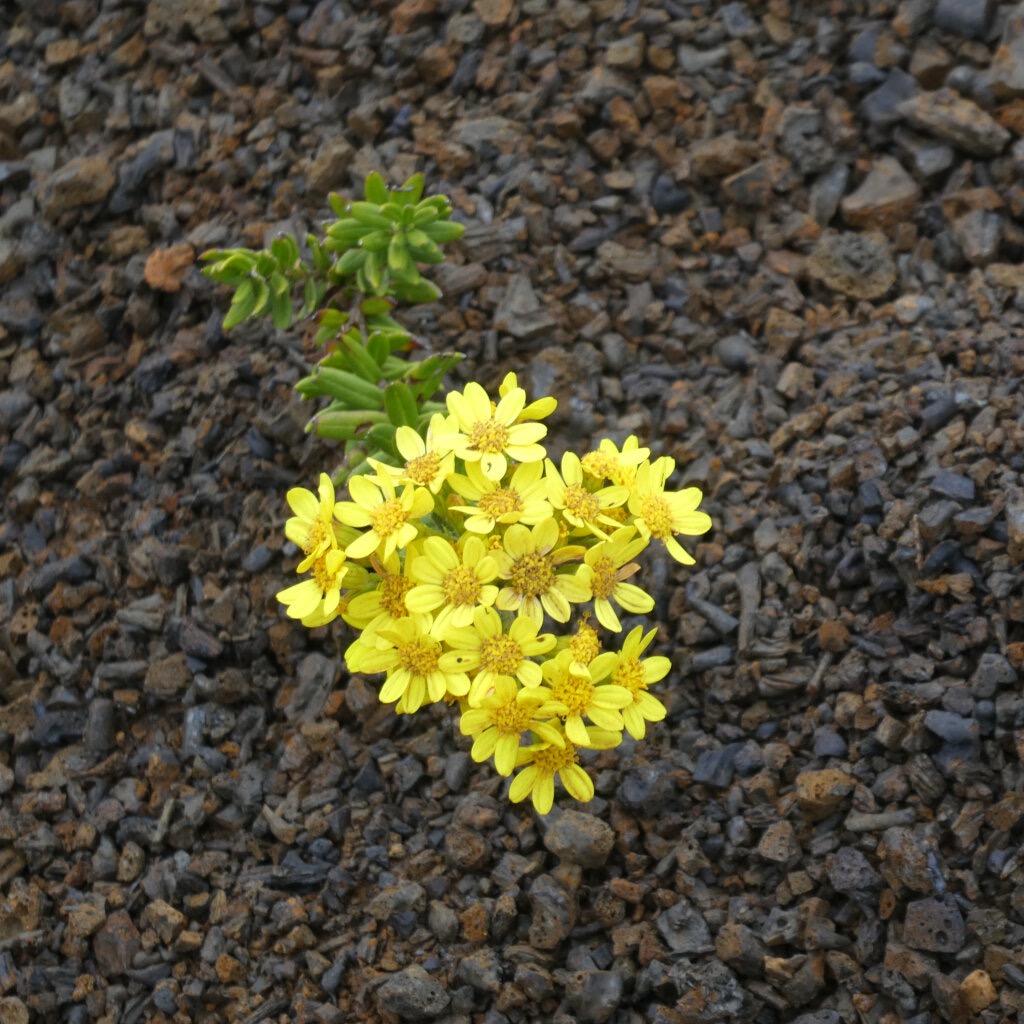 Hubertia_tomentosa_var._conyzoides-ASTERACEAE_Endemique_Reunion-P1090389.jpg