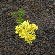 Hubertia_tomentosa_var._conyzoides-ASTERACEAE_Endemique_Reunion-P1090389.jpg