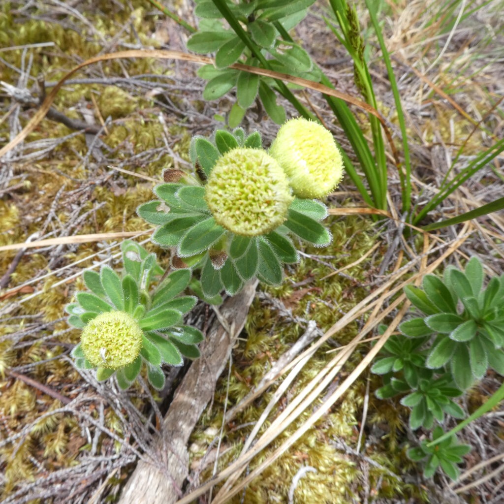 Psiadia_callocephala-ASTERACEAE_Endemique_Reunion-P1090386.jpg