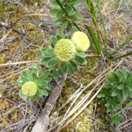 Psiadia_callocephala-ASTERACEAE_Endemique_Reunion-P1090386.jpg