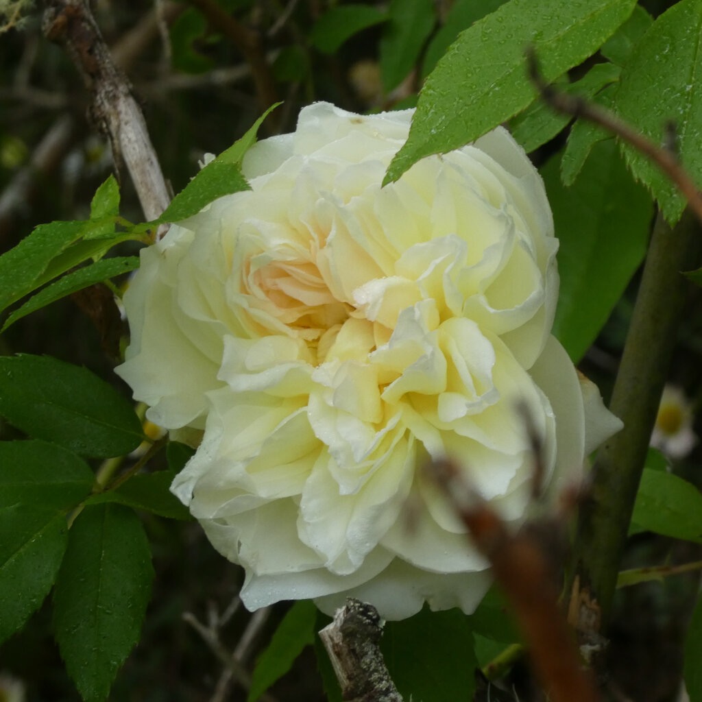 Rose_Lamarque-P1090394.jpg