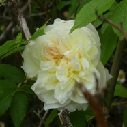 Rose_Lamarque-P1090394.jpg