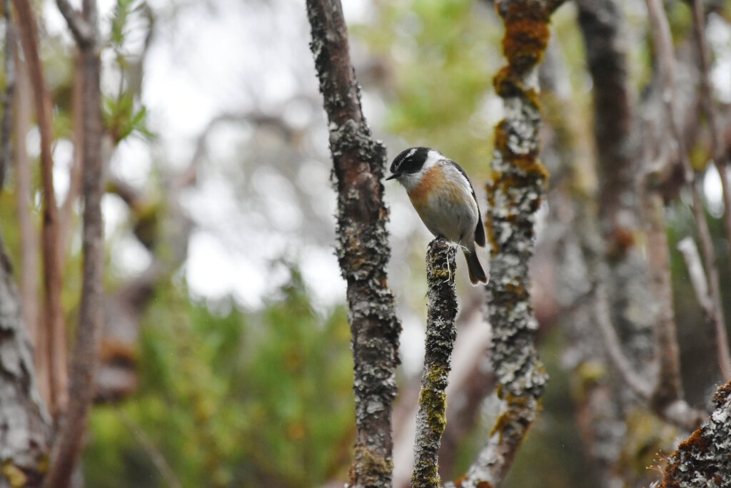 Saxicola_tectes-Tec_tec-MUSCICAPIDAE-Endemique_Reunion-MB3_8266.jpg