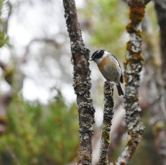 Saxicola_tectes-Tec_tec-MUSCICAPIDAE-Endemique_Reunion-MB3_8266.jpg