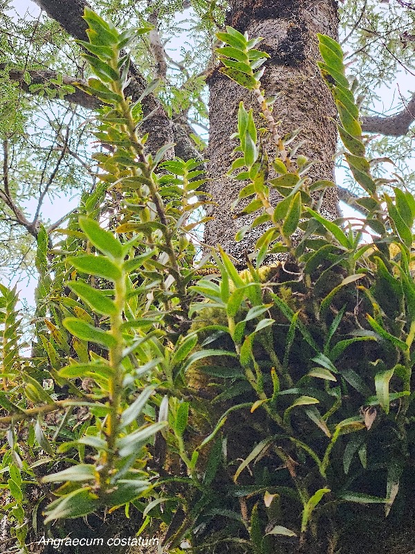 Angraecum costatum Orchidaceae  Endémique La Réunion 43.jpeg