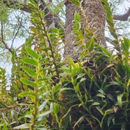 Angraecum costatum Orchidaceae  Endémique La Réunion 43.jpeg