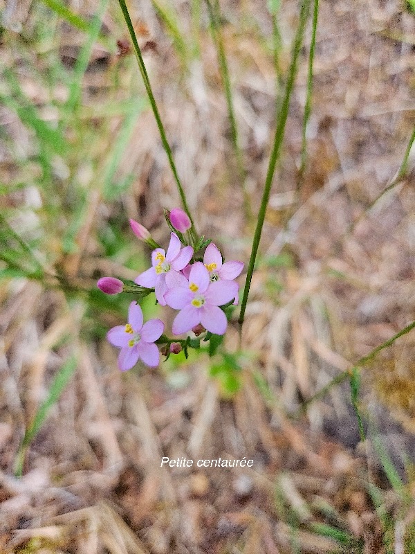 Centaurium erythraea Petite centaure?e Gen tianaceae Sténonaturalisée Pot E 56.jpeg