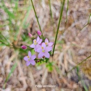 Centaurium erythraea Petite centaure?e Gen tianaceae Sténonaturalisée Pot E 56.jpeg