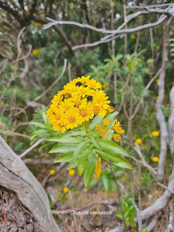 Faujasia salicifolia Chasse vieillesse A steraceae Endémique La Réunion 601.jpeg