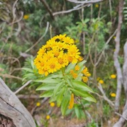 Faujasia salicifolia Chasse vieillesse A steraceae Endémique La Réunion 601.jpeg