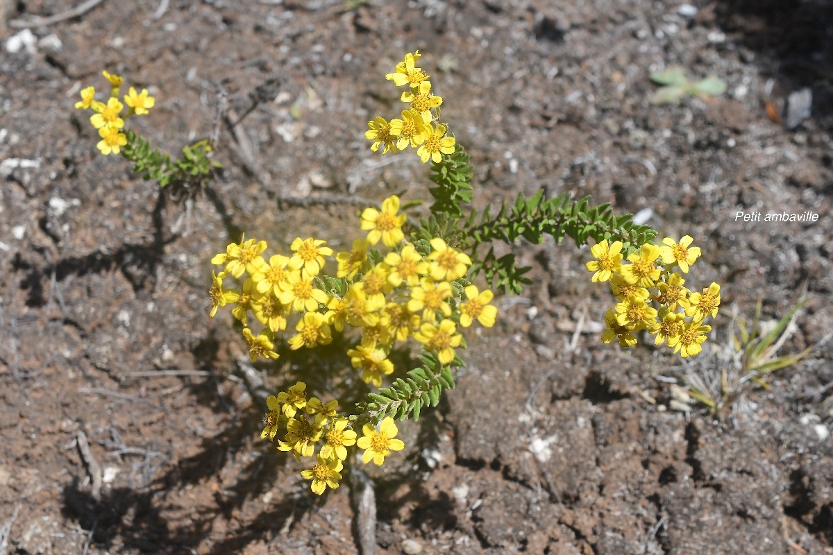 Hubertia tomentosa var conysoides Petit ambavi lle Asteraceae Endémique La Réunion 3603.jpeg