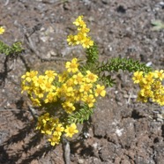 Hubertia tomentosa var conysoides Petit ambavi lle Asteraceae Endémique La Réunion 3603.jpeg