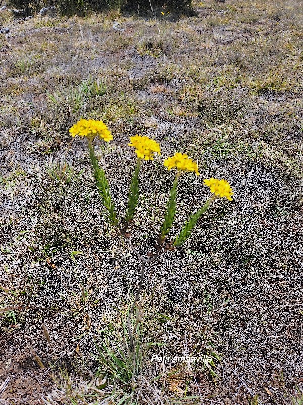 Hubertia tomentosa Var conyzoides Petit ambav ille Asteraceae Endémique La Réunion 28.jpeg