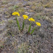 Hubertia tomentosa Var conyzoides Petit ambav ille Asteraceae Endémique La Réunion 28.jpeg