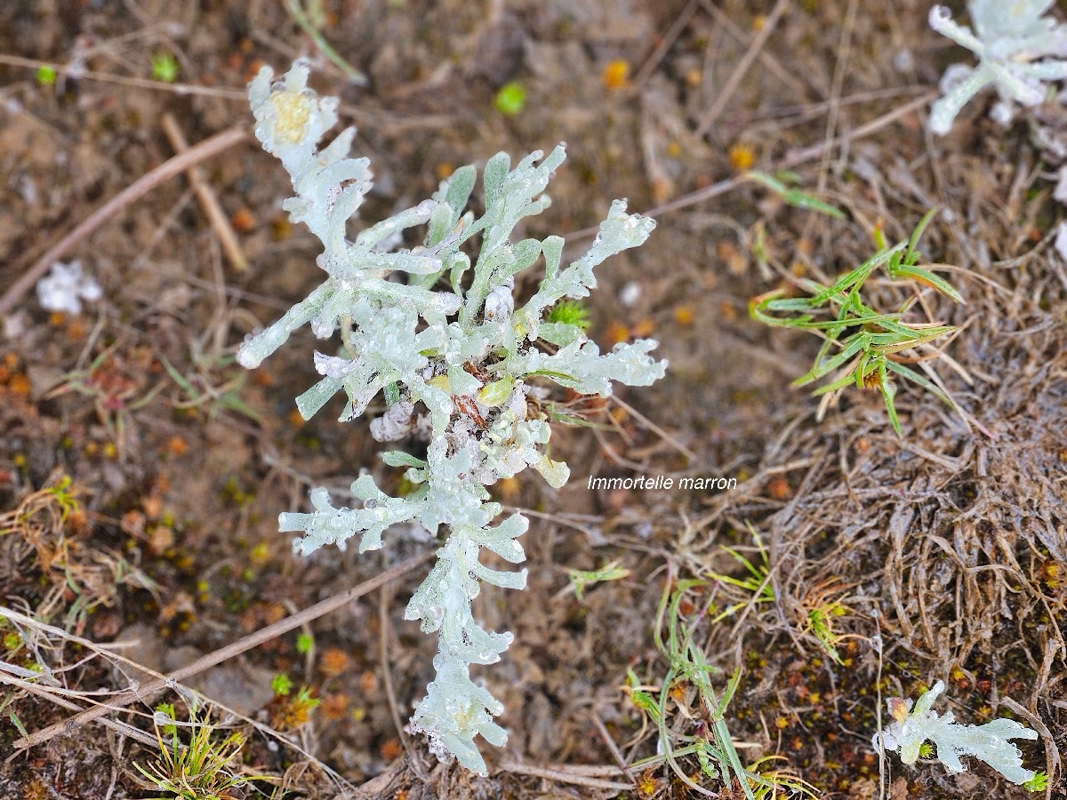 Laphangium luteoalbum Immortelle marron Asteraceae Pot E 44.jpeg