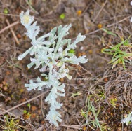 Laphangium luteoalbum Immortelle marron Asteraceae Pot E 44.jpeg