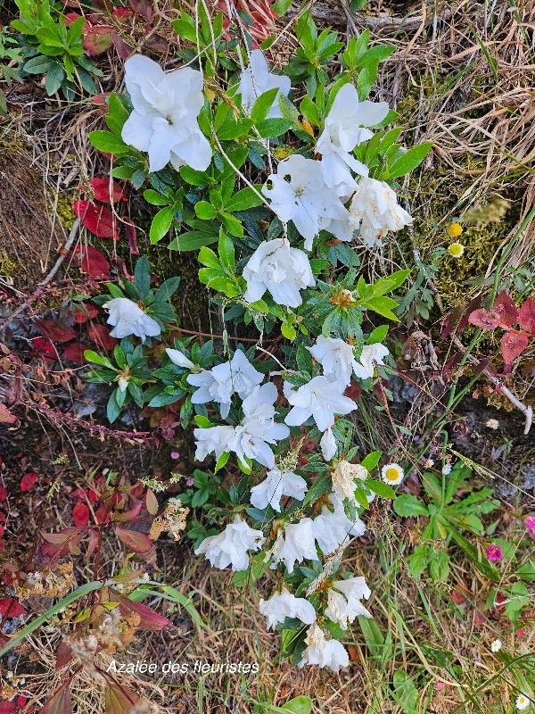 Rhododendron simsii Azale?e des fleuristes  Ericaceae Himalaya  Inde Japon Chine 07.jpeg