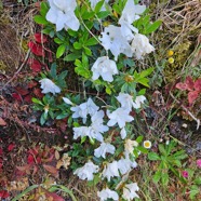 Rhododendron simsii Azale?e des fleuristes  Ericaceae Himalaya  Inde Japon Chine 07.jpeg