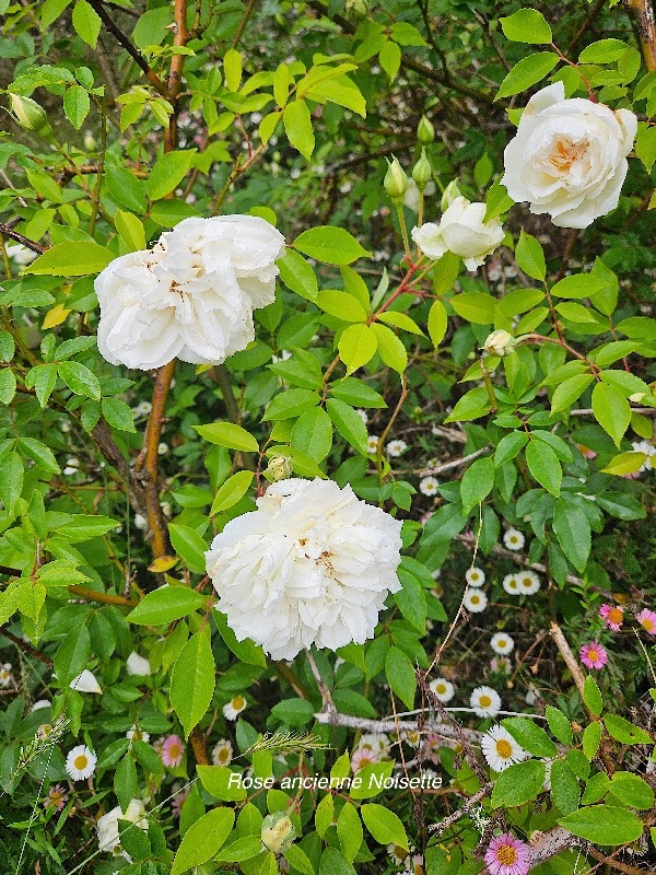 Rosa lamarque Rose ancienne noisette Rosaceae 16.jpeg