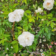 Rosa lamarque Rose ancienne noisette Rosaceae 16.jpeg