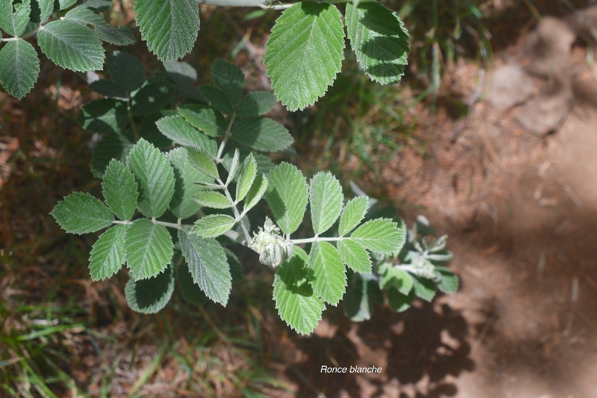 Rubus apetalus Ronce blanche Rosac eae Indigène La Réunion 3605.jpeg