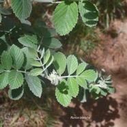 Rubus apetalus Ronce blanche Rosac eae Indigène La Réunion 3605.jpeg