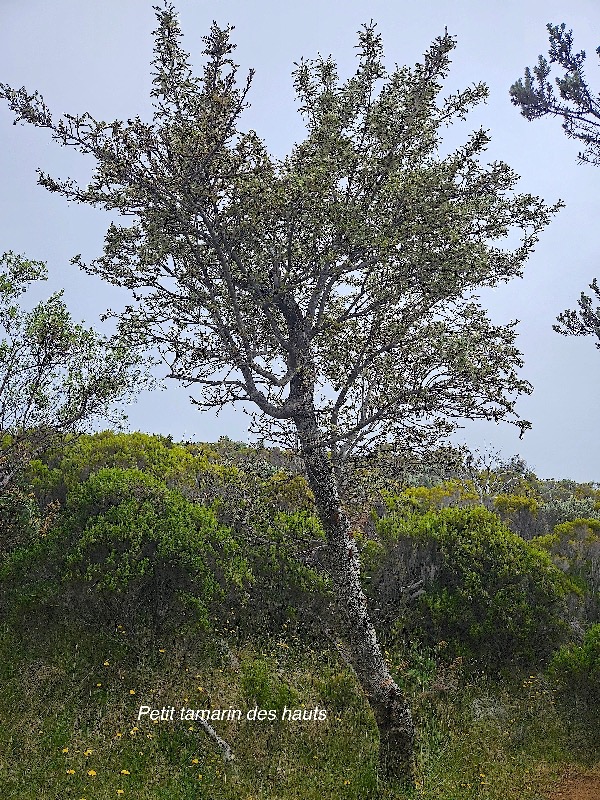 Sophora denudata Petit tamarin des hauts  Fabaceae Endémique La Réunion 27.jpeg