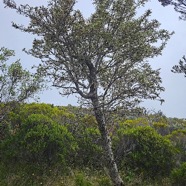 Sophora denudata Petit tamarin des hauts  Fabaceae Endémique La Réunion 27.jpeg