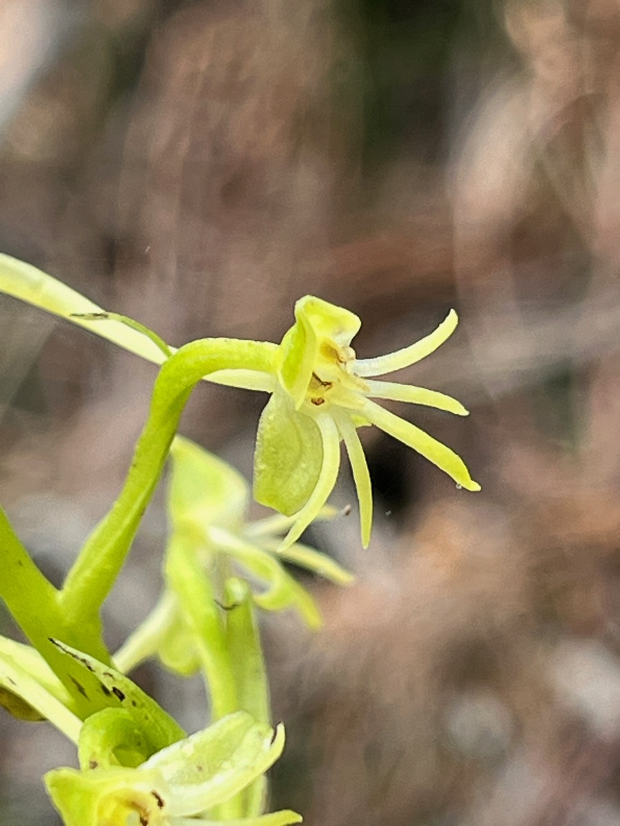 10. Fleur Habenaria frappieri - Petit maïs - Orchidaceae IMG_8939.JPG.jpeg