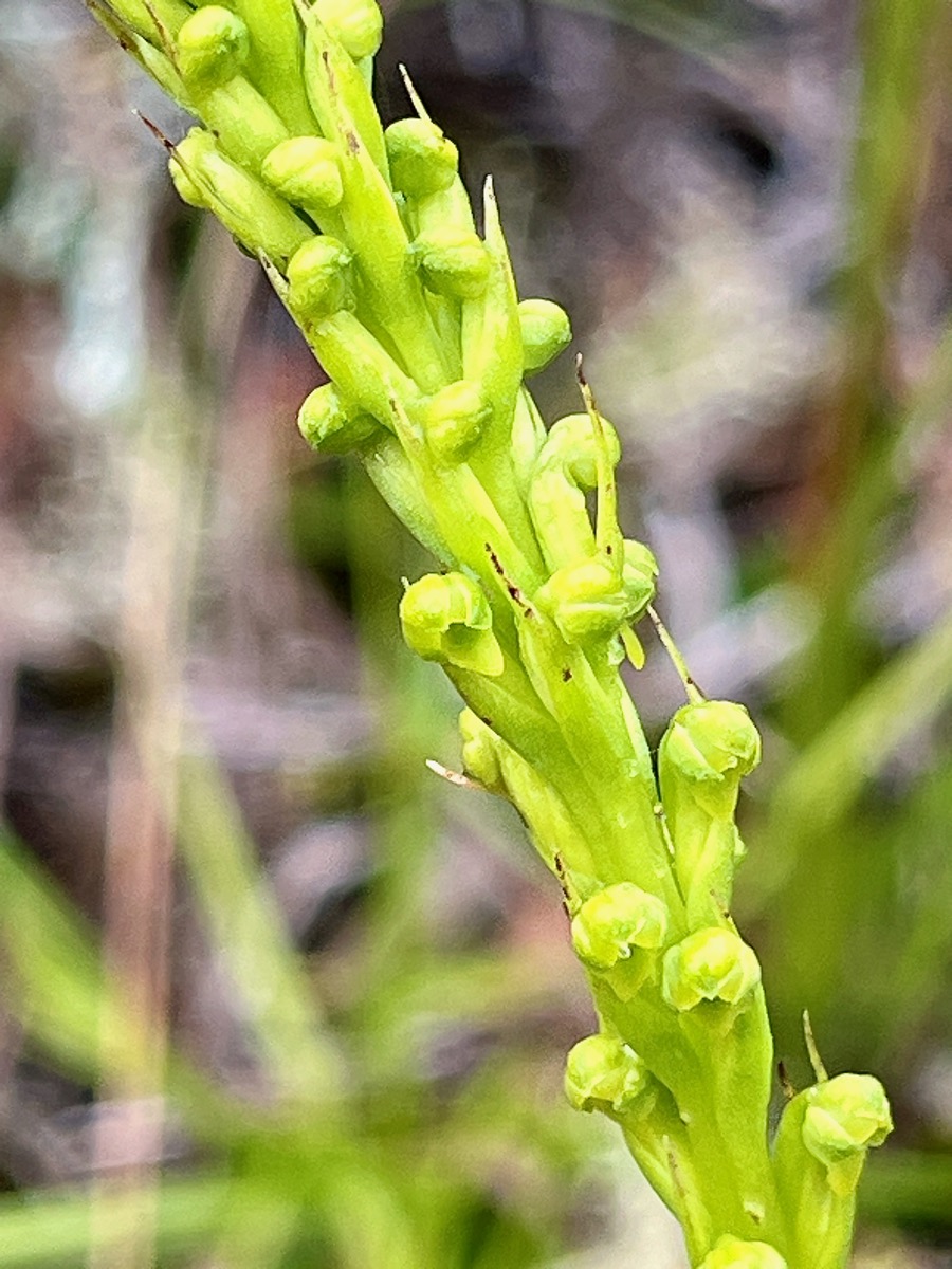 12. Tylostigma perrieri Orchidaceae Indigène La Réunion IMG_8954.JPG.jpeg