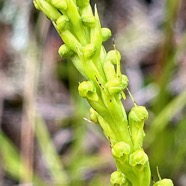 12. Tylostigma perrieri Orchidaceae Indigène La Réunion IMG_8954.JPG.jpeg