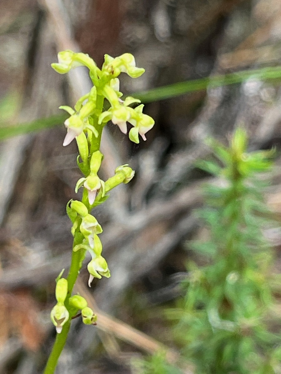 16. ??? Benthamia africana (spiralis) Orchid aceae Indigène La Réunion IMG_8978.JPG.jpeg