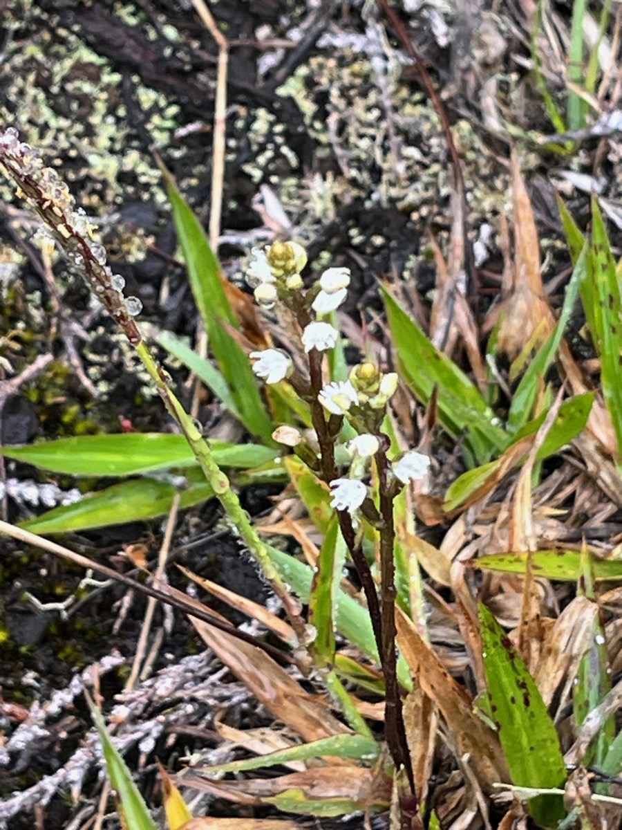 17. ??? Cynorkis coccinelloides - - Orchidaceae - Indigène Réunion  IMG_8994.JPG.jpeg