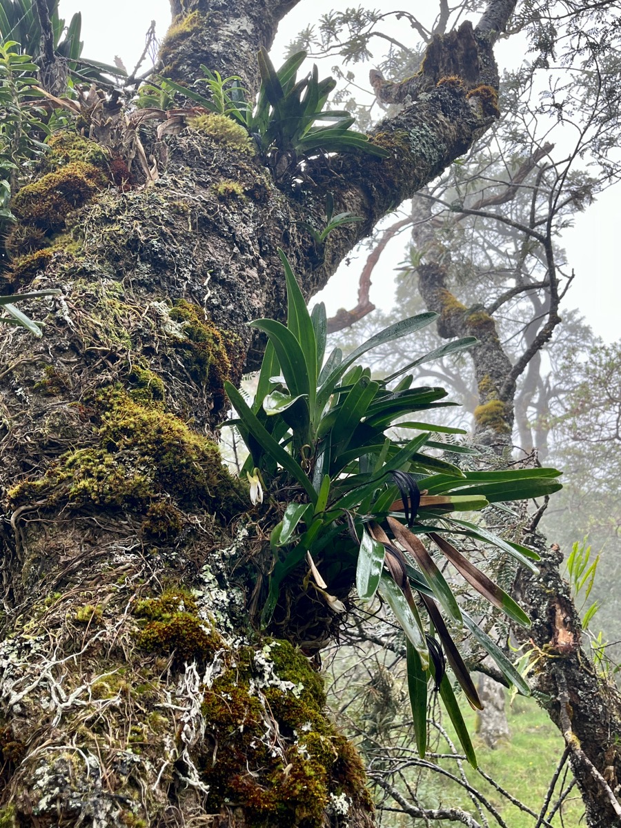 18. Jumellea triquetra - EPIDENDROIDEAE - Endémique Réunion IMG_8997.JPG.jpeg