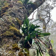 18. Jumellea triquetra - EPIDENDROIDEAE - Endémique Réunion IMG_8997.JPG.jpeg