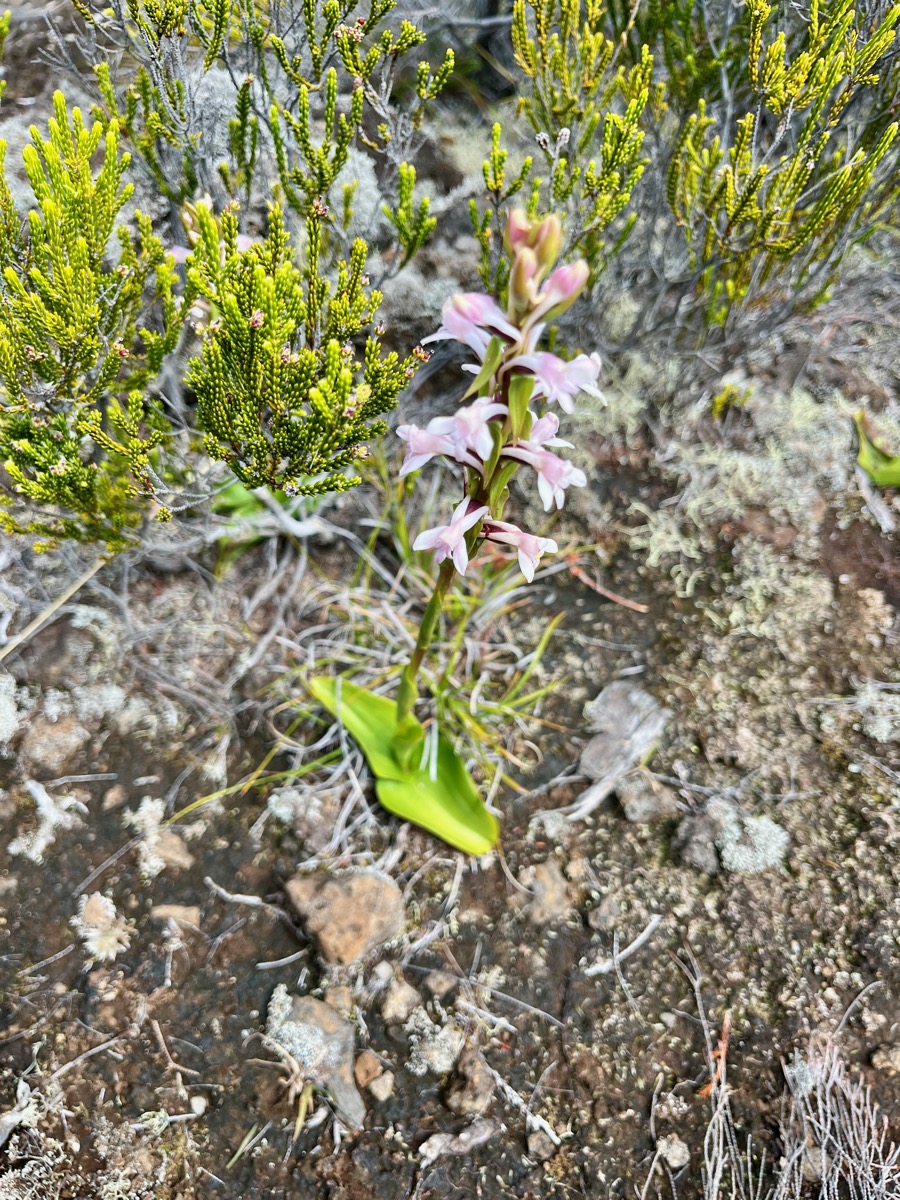 4. Satyrium amoenum Satyre charmant Orch idaceae Indigène La Réunion IMG_8927.JPG.jpeg