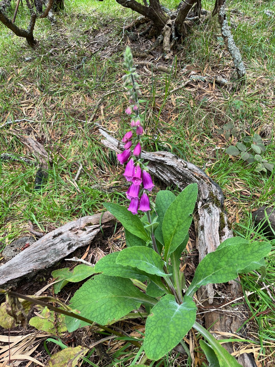 6. Digitalis ???  purpurea2.jpeg