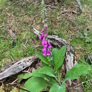 6. Digitalis ???  purpurea2.jpeg