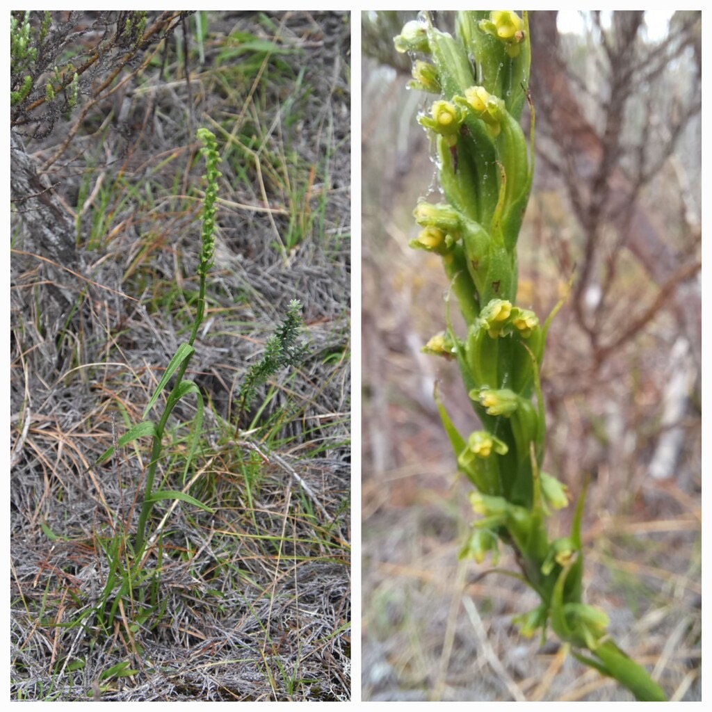 Benthamia-africana-(ex-spiralis)_ORCHIDOIDEAE_Indigene-Reunion_20240207_102423.jpg