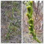 Benthamia-africana-(ex-spiralis)_ORCHIDOIDEAE_Indigene-Reunion_20240207_102423.jpg