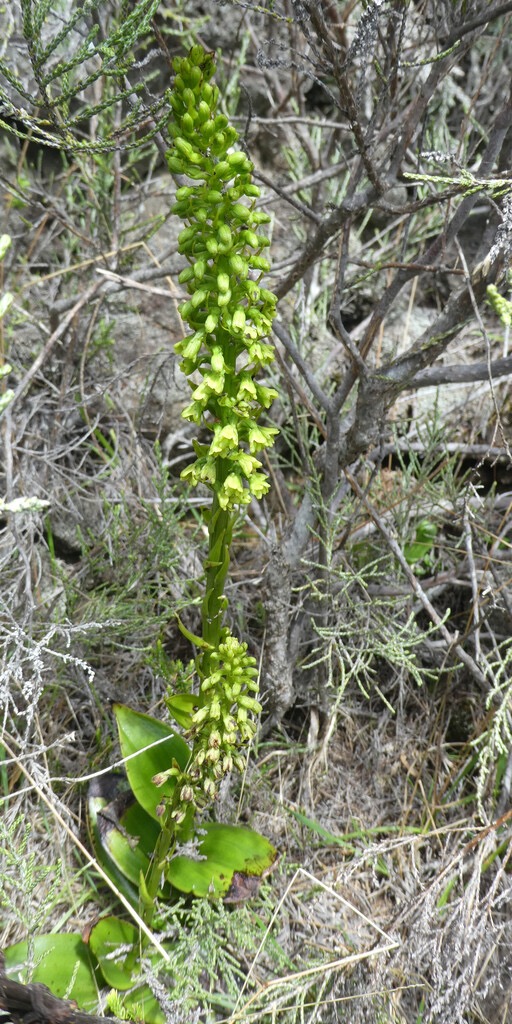 Benthamia-chlorantha-(ex-latifolia)_ORCHIDOIDEAE_Indigene-Reunion_P1070752.jpg